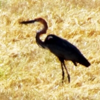 First picture of a Goliath Heron in Agulhas Plain ! Photographer - Des Hall